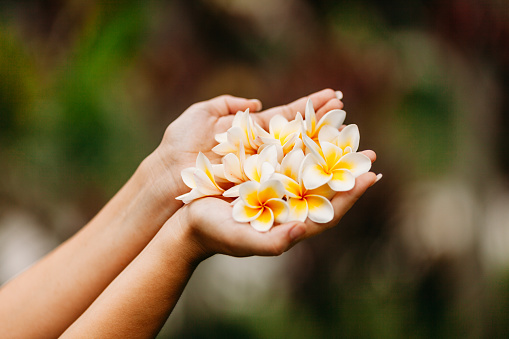 Human hands full with frangipani blossom