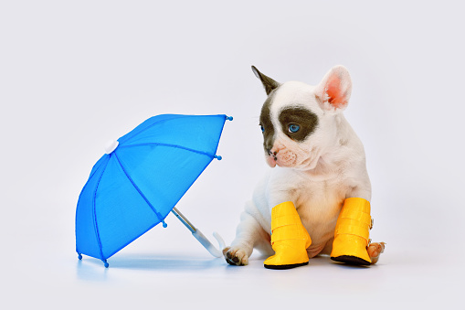 Cute pied French Bulldog dog puppy with umbrella and rain boots