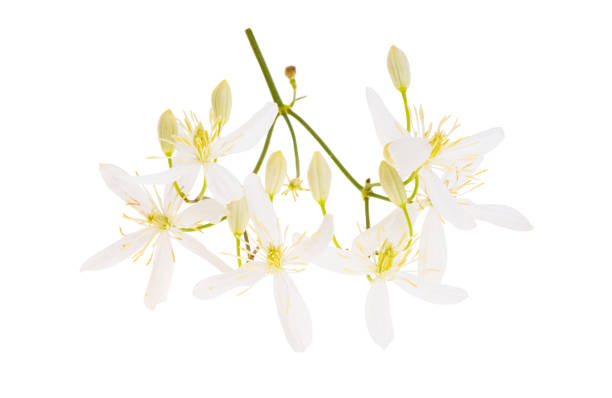 istock honeysuckle flower isolated 1474176942