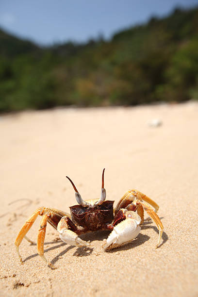 istock Andaman Sea,Beach 147417791