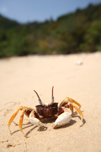 Stock photo showing close-up, elevated view of sand crab scurrying around on compacted wet sand of beach at low tide.