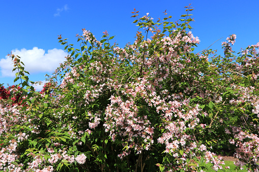 English roses garden in Sennan City, Osaka, Japan