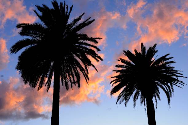 istock Two palms and clouds in silhouette. Sunrise. Colorful. 1474179246