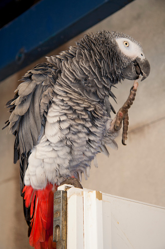 Domestic pet of grey parrot perched on a doorjamb