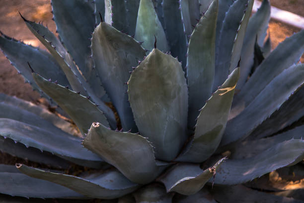 istock Blossoms and Succulents 1474181013