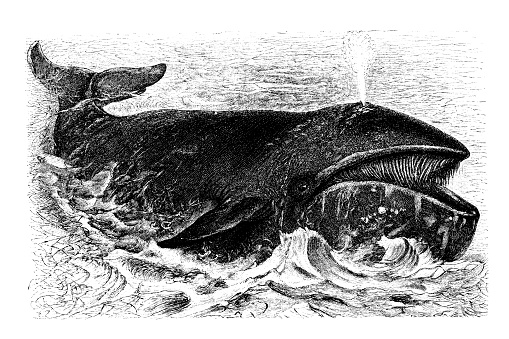 The bowhead whale (Balaena mysticetus)
