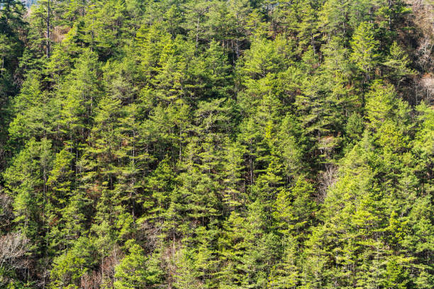 el exuberante bosque verde como fondo - 11206 fotografías e imágenes de stock