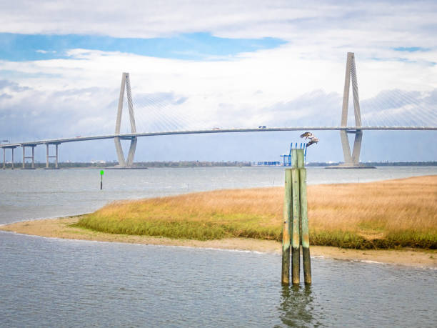 pelicano marrom pousando em um bricole cercado por pântano dourado, céu azul, nuvens dispersas, charleston harbor, carolina do sul. - charleston harbor - fotografias e filmes do acervo