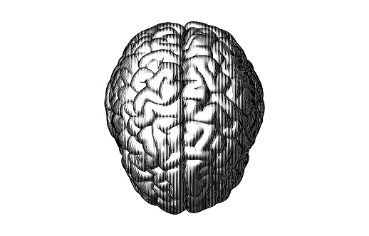 Monochrome engraved stylized vertical line drawing of human brain top view vector illustration isolated on white background
