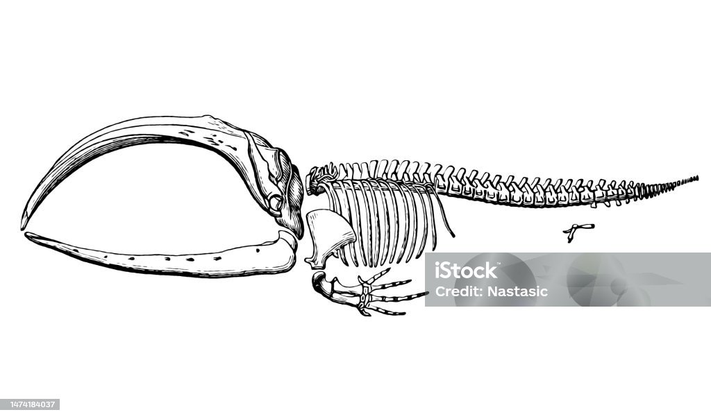 Bowhead Whale Skeleton Stock Illustration - Download Image Now - Whale