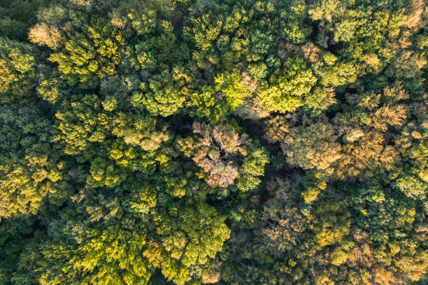istock Aerial top view forest tree, ecosystem and healthy environment concept and background. 1474184933