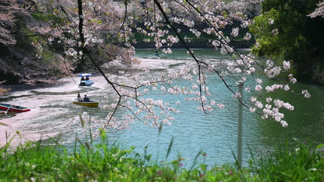 Cherry blossoms petals falling in Chidorigafuchi park public park in tokyo