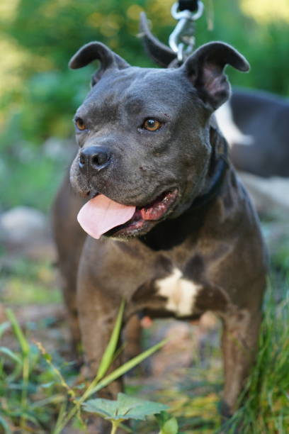 istock Dog American pit Bull 1474186561