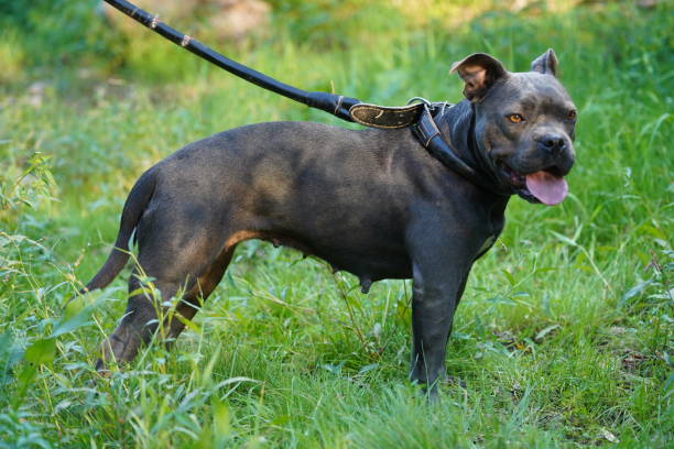 istock Dog American pit Bull 1474186567