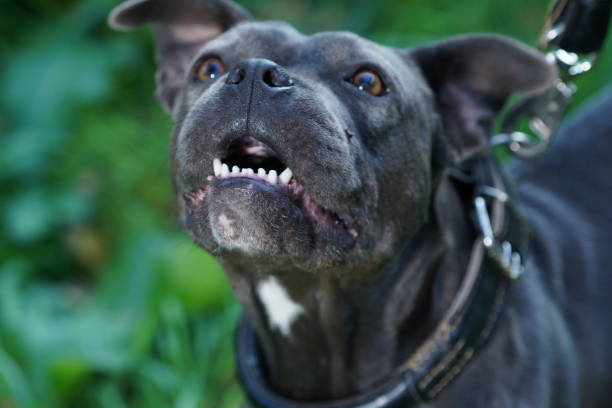 istock Dog American pit Bull 1474186610
