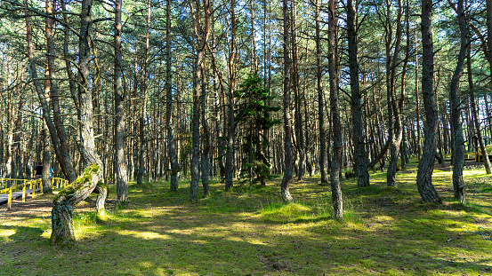 Dancing forest on green moss illuminated by rays of sunlight on the Curonian Spit, Kaliningrad region, Russia. Trunks of pine trees covered with moss in the forest or woods near of Baltic Sea.