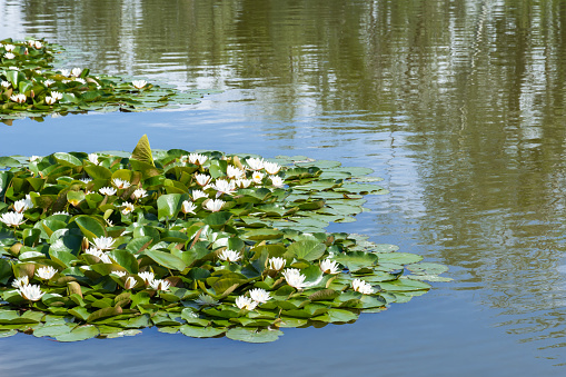 White water lily grows in clear pond. Group flowers lotus of blooming in lake. Nymphaea alba it has roots are long and floating wide green leaves. Blossom herbaceous aquatic plant of family nymphaeum.