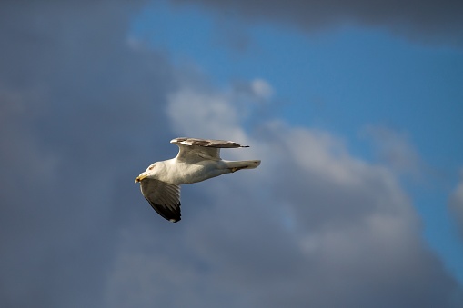 Larus michahellis flying in the Salinas de Santa Pola