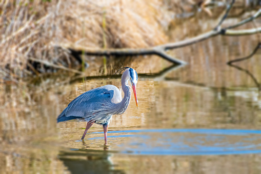 Great blue heron wading in pond