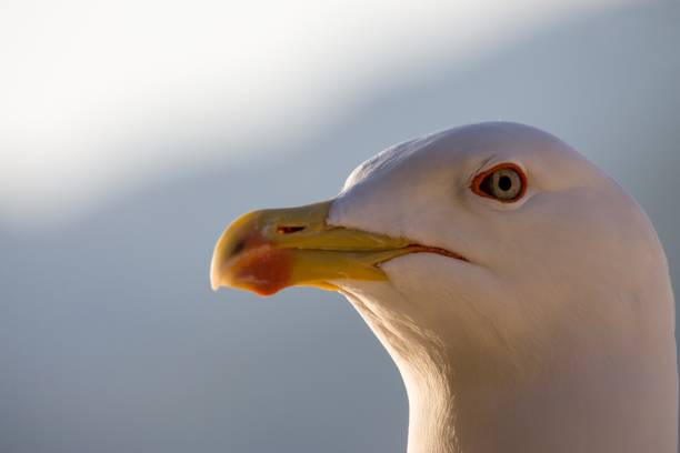 istock Closeup of gull Larus occidentalis 1474189297