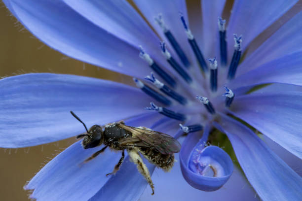 istock Halictus in chicory flower 1474189310