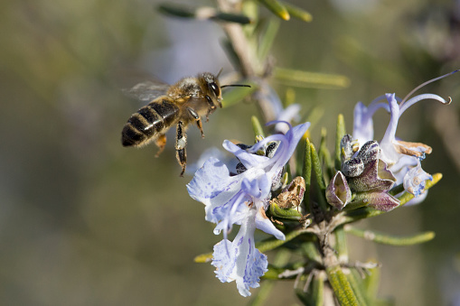 close up of european honey bee in flight towards pollination of rosemary plant