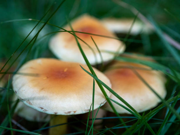 istock Forest Mushroom in Wolburn Forest 1474190715
