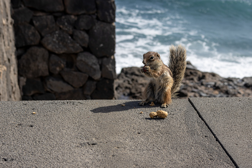 Chipmunk with fluffy tail, eating peanut. Sunny day. Living among the rocks and stones of the fences. Puerto del Rosario (Fabrica de callao de los Pozos), Fuerteventura, Canary Islands, Spain
