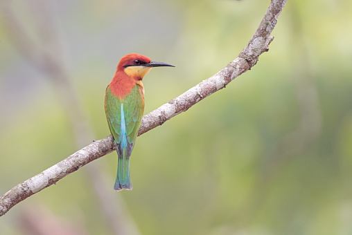 chestnut-headed bee-eater, or bay-headed bee-eater, is a near passerine bird in the bee-eater family Meropidae. this photo was taken from Bangladesh.
