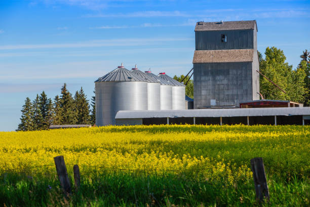 istock Agriculture Scenes with Farm Buildings and Elevators 1474191236