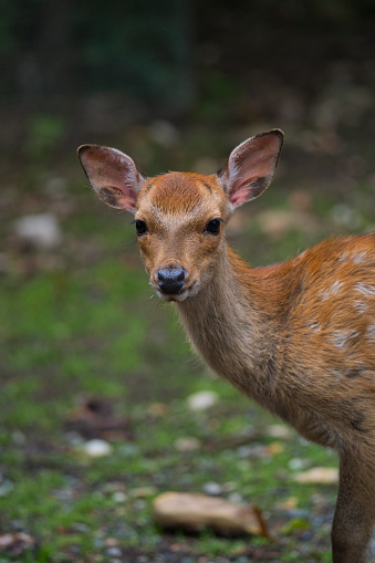 young deer looking at the camera
