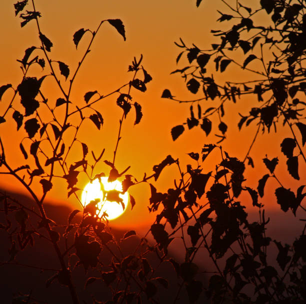 Beautiful sunset, tree leaves and branches silhouetted in the foreground. Lugo province, Galicia, Spain.