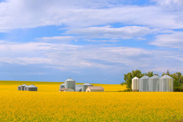 istock Agriculture Scenes with Farm Buildings and Elevators 1474191461