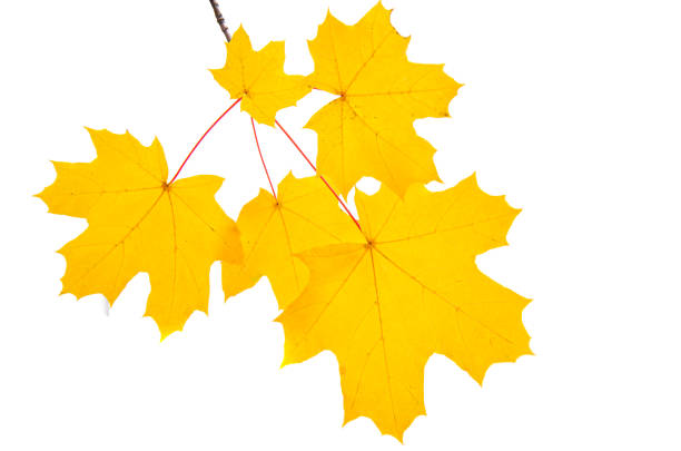 istock yellow maple leaves isolated 1474191491