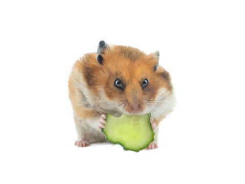 Syrian hamster eats cucumber isolated on white background