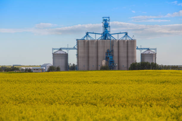 Golden grain fields with farm buildings and grain elevators in the distance.