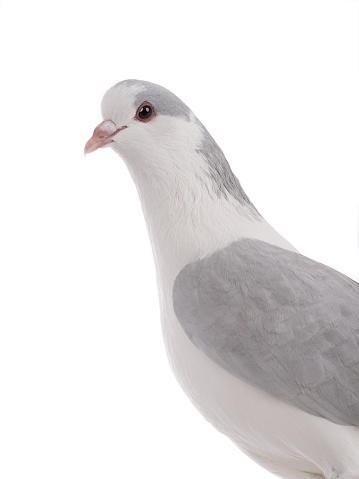 dove isolated on white background