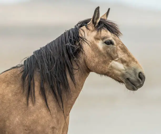 portrait of a wild horse, Onaqui Mountain herd, western Utah desert along the old Pony Express trail on land managed by the Bureau of Land Management