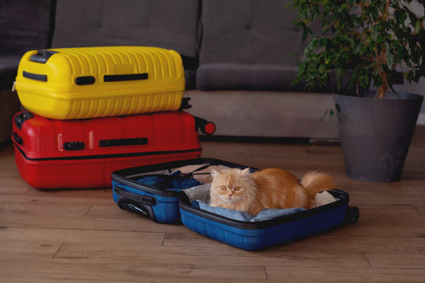 istock Cute cat sitting in suitcase with clothes. travel concept 1474193265