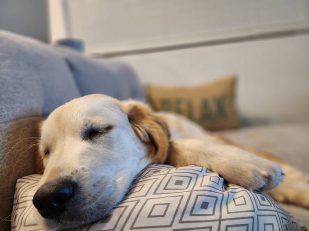 istock Sleeping Dog Resting On Pillow On Couch Indoors 1474193888