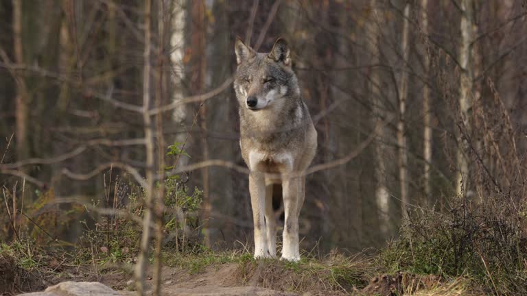 Wolf near den in October