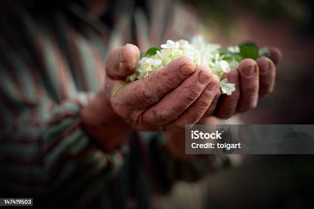 Senior As Mãos - Fotografias de stock e mais imagens de Adulto - Adulto, Agricultor, Agricultora