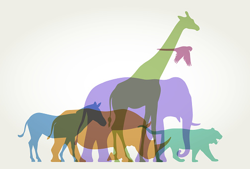 Colourful silhouettes of wild animals. Animal, mammal, wild animal, nature, wildlife, endangered species, zoo, zoology,