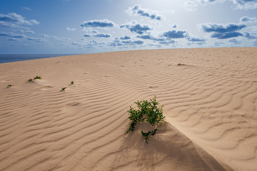 Dry arid desert landscape in Western Australia