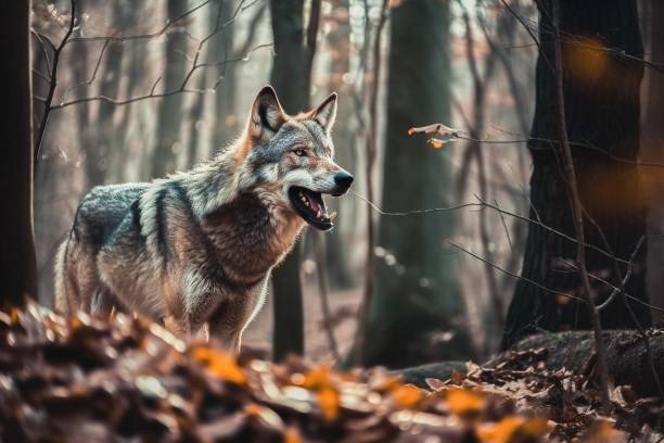 istock Wolf in the forest with open mouth 1474197342