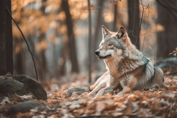 wolf sitting in the forest - wald stok fotoğraflar ve resimler