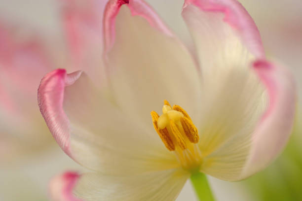 istock stamen and pistil 1474197942