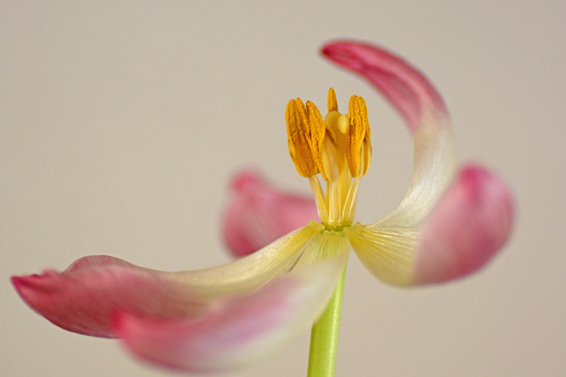 Stamen and pistil of two tone -color tulip flower head. Th softness touch of tulip petals.