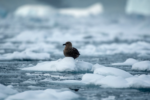 Skua on ice at Paradise Bay with icebergs floating in Antarctica