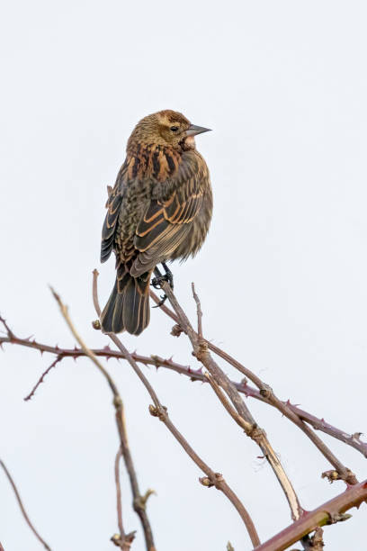istock Female red-winged blackbird perched on a tree branch 1474198577